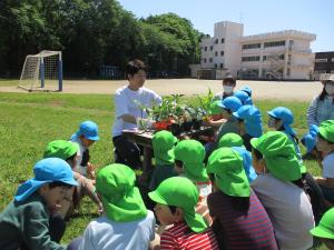 ５歳児　野菜苗植え１