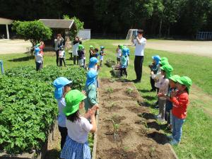 ５歳児　野菜苗植え３