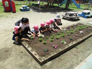 ４歳児　花苗植え