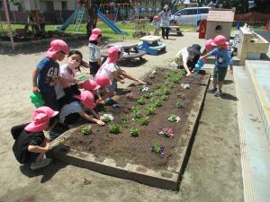 ４歳児　花苗植え２