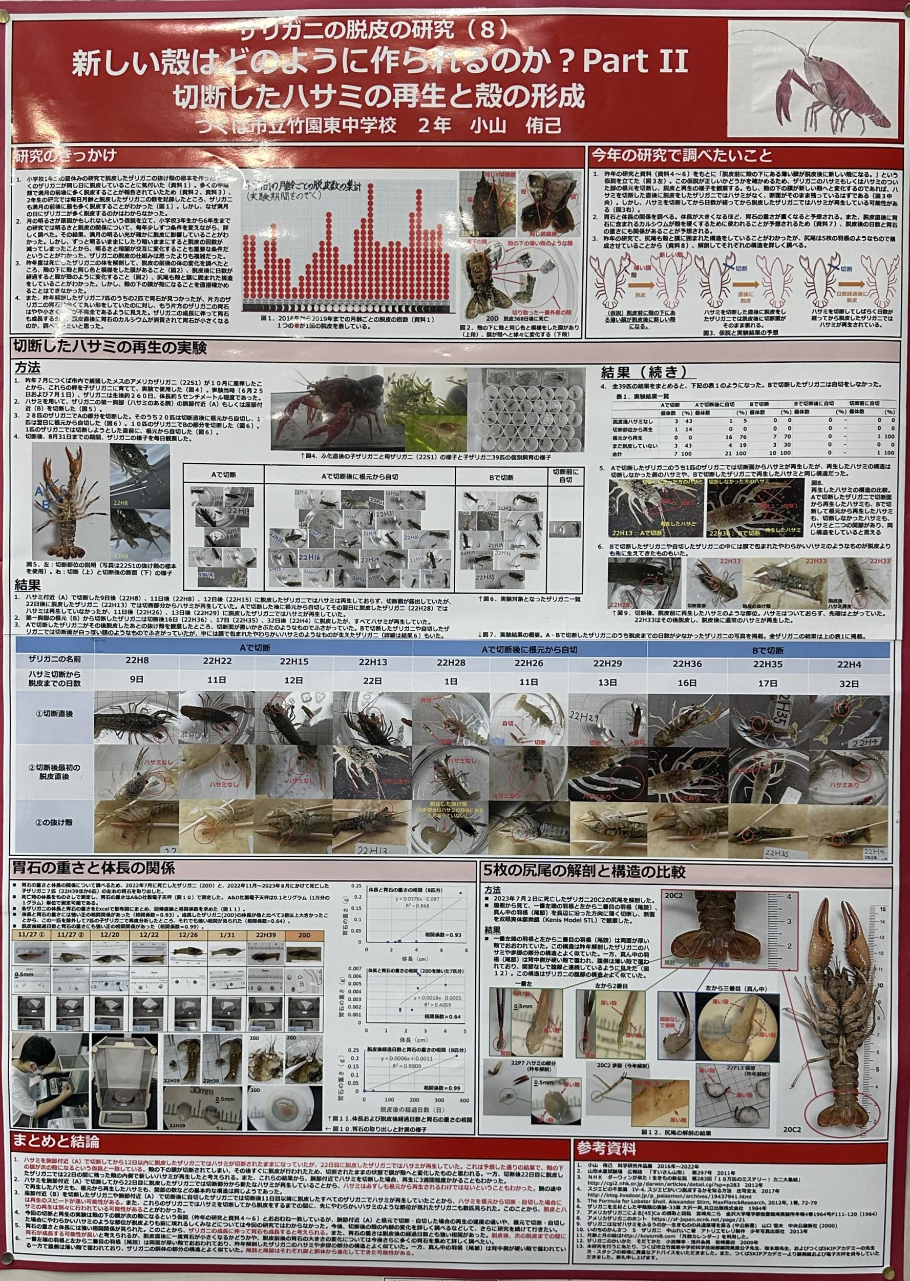 ザリガニの脱皮の研究(8)