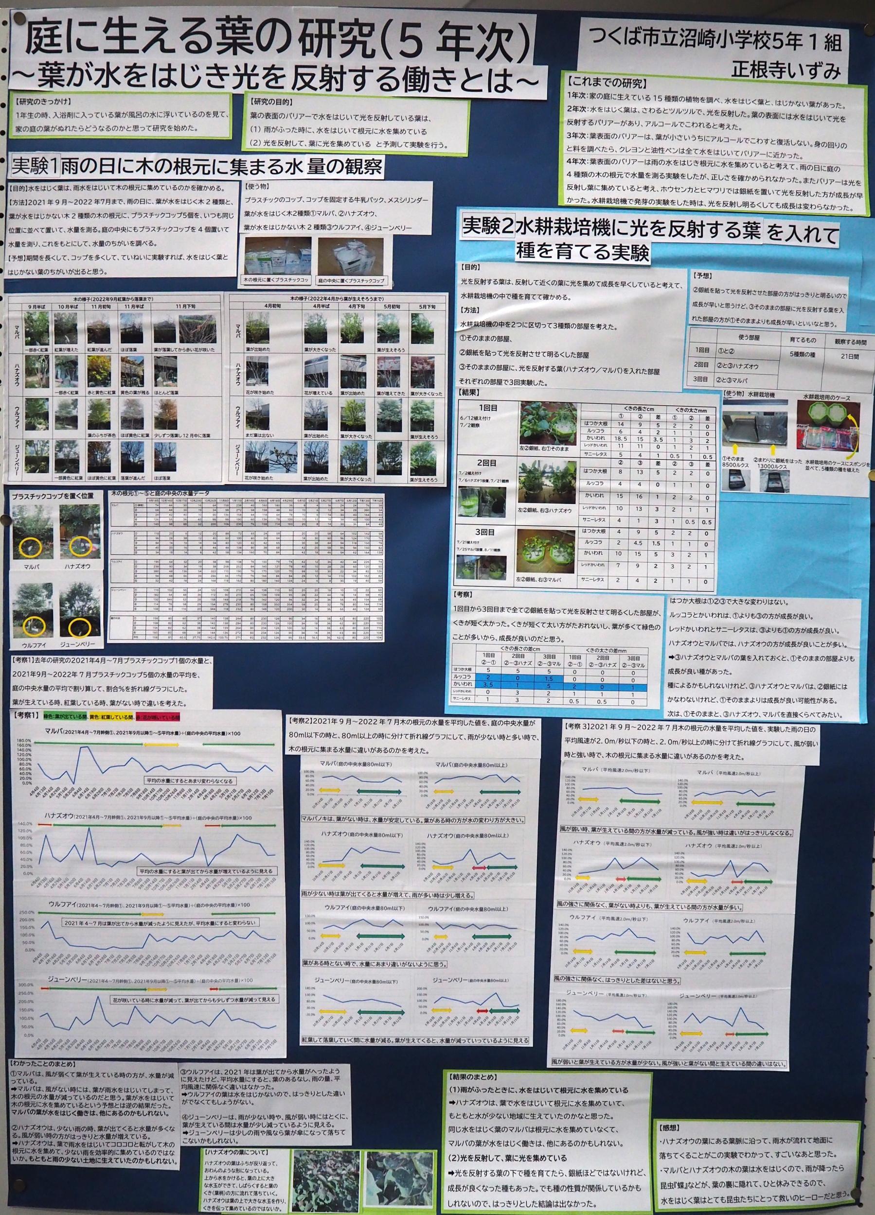 庭に生える葉の研究（5年次）