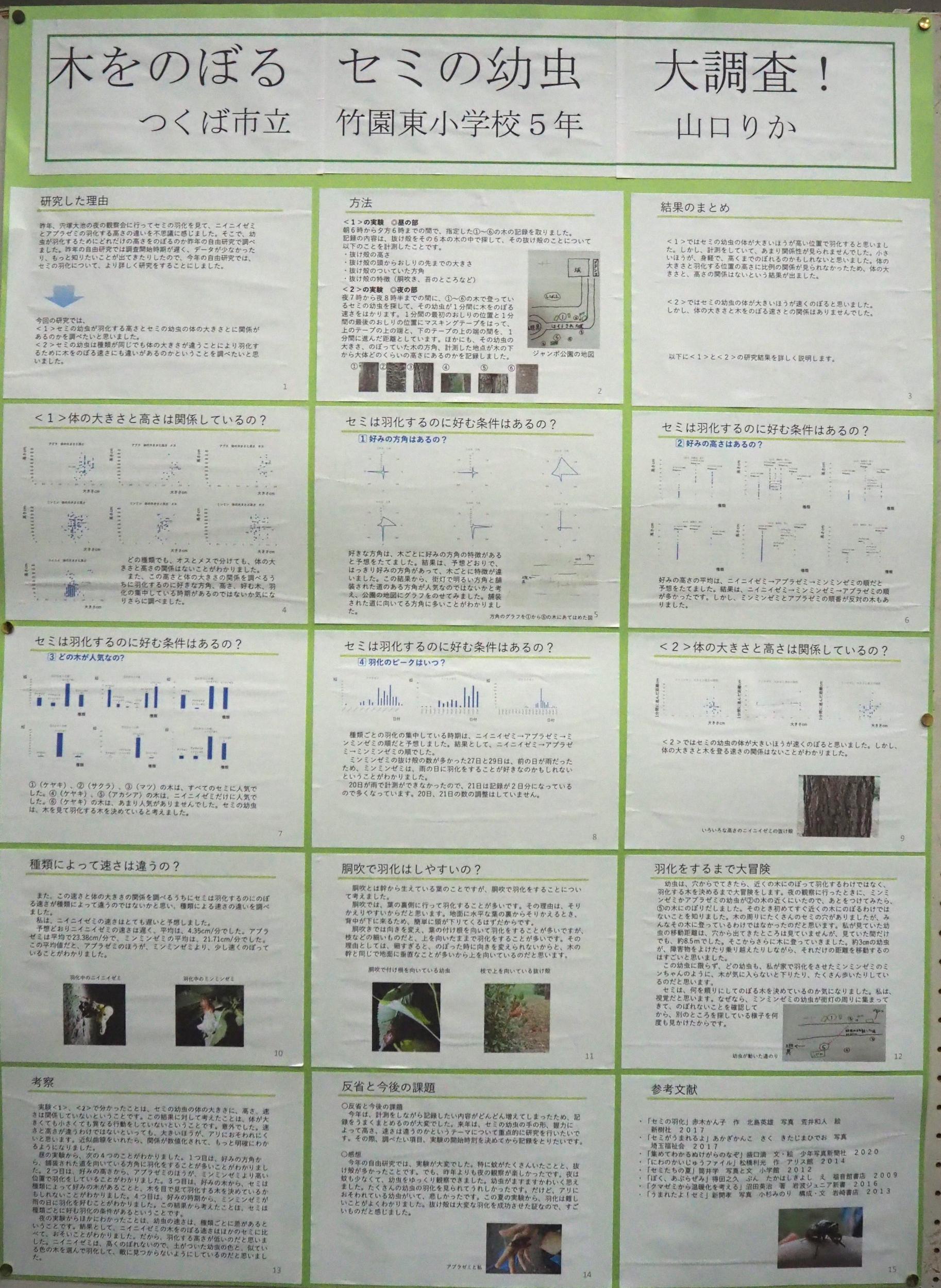 木をのぼるセミの幼虫大調査！